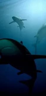 Three majestic sharks swimming in a deep blue ocean under radiant sunlight.