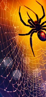 Spider on web with orange backdrop.