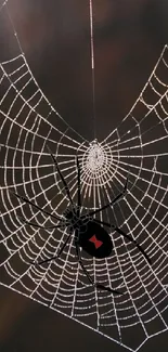 Mystical spider web with a black spider on a dark background.