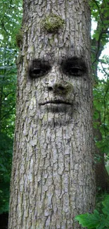 Tree with a face engraved on trunk in a forest setting.