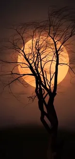 Silhouette of a tree against a glowing full moon at night.