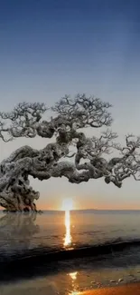 Unique tree reflected in water during sunset, creating a mystical and serene scene.