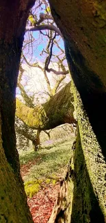 View through a picturesque tree tunnel in a lush forest setting.