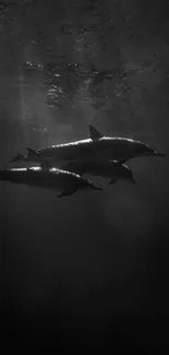 Black and white image of dolphins swimming underwater.