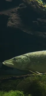 Underwater view of pike fish surrounded by dark green moss.