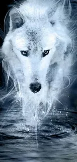 Ethereal white wolf walking through water.