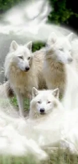 Mystical white wolves in a green forest setting, ideal for phone wallpaper.