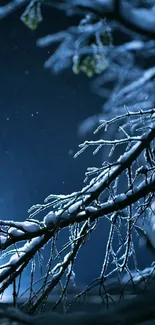 Snow-covered branches at night with dark blue sky backdrop.