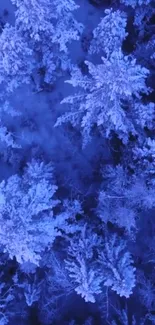 Aerial view of snow-covered trees in a blue-toned winter forest.