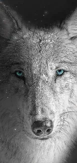 Black and white wolf with blue eyes on dark background.