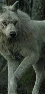 Majestic gray wolf in serene forest setting.