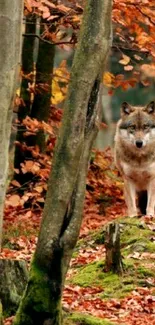 Majestic wolf standing in a vibrant autumn forest setting.