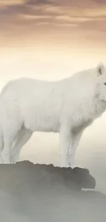 White wolf standing on a misty mountain at sunrise.