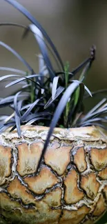 A unique plant in a textured pot with green and beige hues.