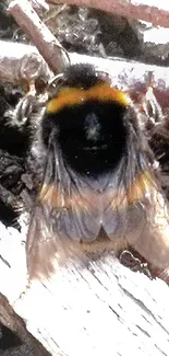 Closeup of a bumblebee on gray pebbles and twigs.