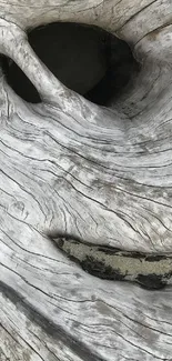 Weathered driftwood with intricate wood grain patterns and natural textures.