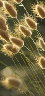 Close-up of sunlit fuzzy grass stems creating a natural and serene wallpaper.