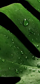 Close-up of a green leaf with water droplets on a black background.