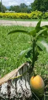 Tree sapling grows from log in green field.