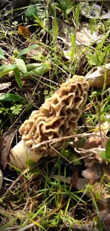 Morel mushroom amidst forest greenery and foliage.