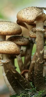 Close-up of mushrooms in a forest scene