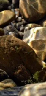 Wallpaper featuring smooth brown river stones with natural lighting.