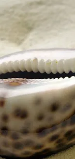 Close-up of a detailed natural seashell on sand.