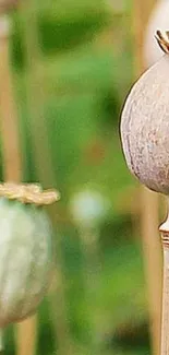 Close-up of seed pods with a green background.