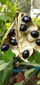 Close-up of a seed pod with black seeds and green leaves.