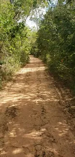 A serene forest pathway with lush greenery. Perfect for nature lovers.