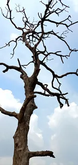 Silhouetted tree against a cloudy blue sky