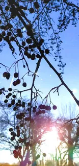 Silhouette of branches against a bright blue sky and sunlight.