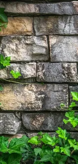 Green ivy climbing on rustic stone wall background.