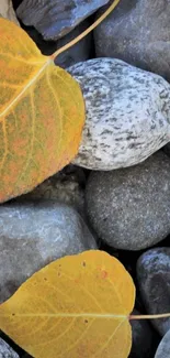 Yellow leaves on gray stones mobile wallpaper.