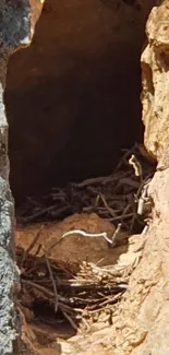 Natural stone cave niche with earthy textures.