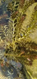 Underwater fern showcased in natural light.