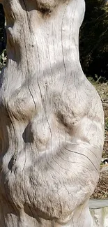 Weathered tree trunk with rustic texture in nature.