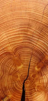 Close-up of tree rings wood texture wallpaper in rich brown tones.