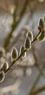 Close-up of budding branches with soft-focus background.