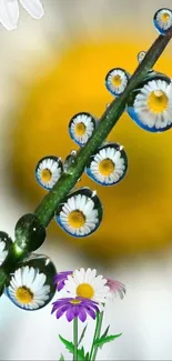 Daisy reflections in water droplets on a stem with a yellow background.