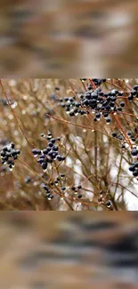 Branches with dark berries under a blurred background.