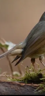 Bird perched on a mossy branch in a nature setting.