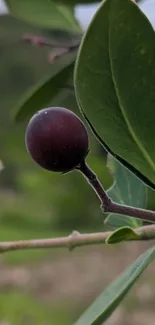 Dark purple berry with green leaves in nature.