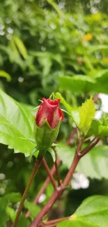 Red bud surrounded by green leaves wallpaper.