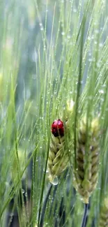 Ladybug sits on a stalk of dewy green grass.