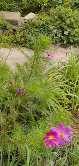 Pink flowers in lush green garden path wallpaper.