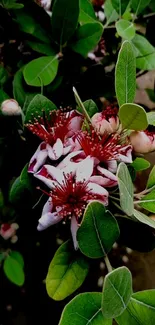 Vibrant flowers surrounded by green leaves.