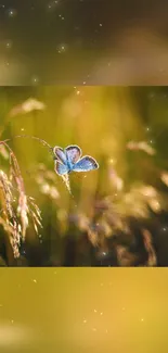 Delicate blue butterfly on golden field wallpaper.