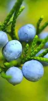 Colorful nature wallpaper with blue berries and green leaves.