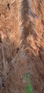 Close-up of brown grass spikes with ants crawling on them.